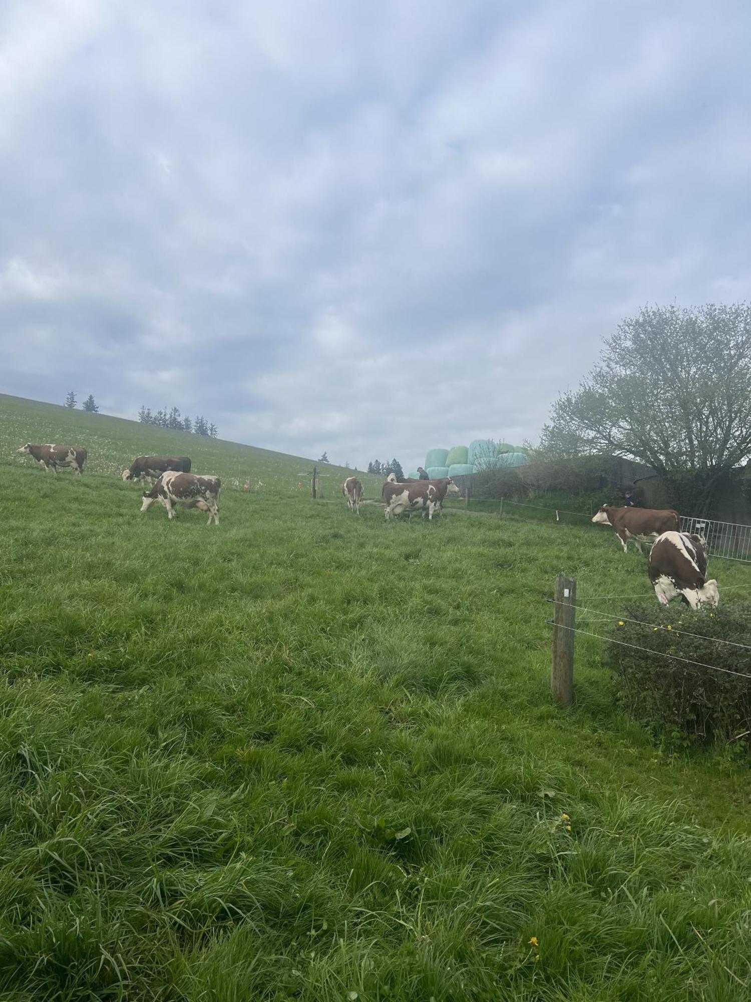 Kapellenhof Ferienwohnungen 特里贝格 外观 照片